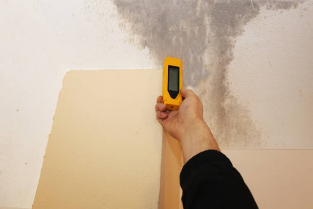 Best Emergency Mold Remediation  in Winter Gardens, CA