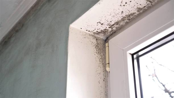 Best Commercial Mold Inspection  in Winter Gardens, CA