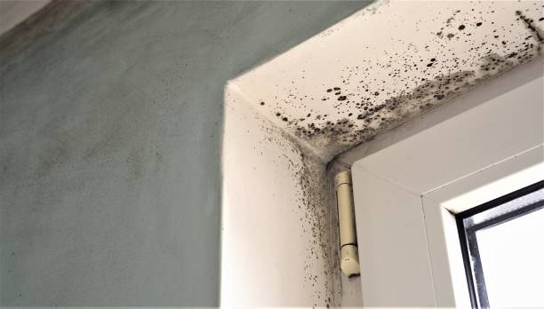 Best Mold Documentation for Insurance Claims  in Winter Gardens, CA