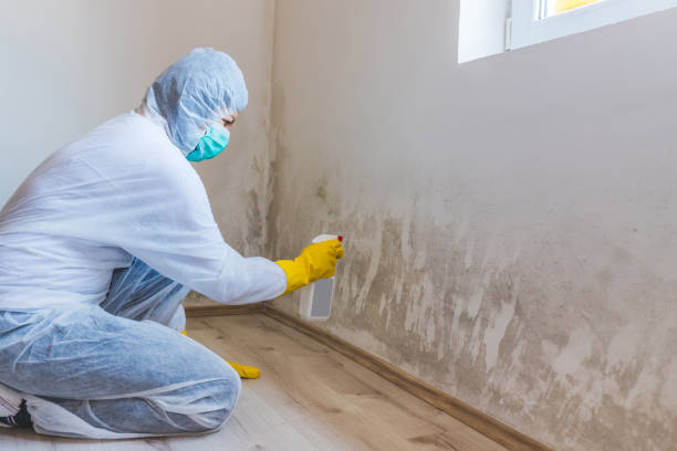 Best Attic Mold Removal  in Winter Gardens, CA