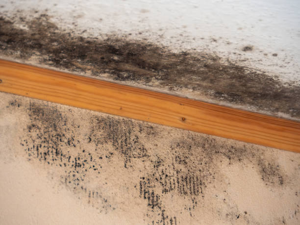 Best Biohazard Mold Removal  in Winter Gardens, CA