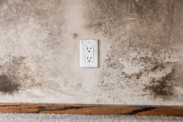  Winter Gardens, CA Mold Removal Pros