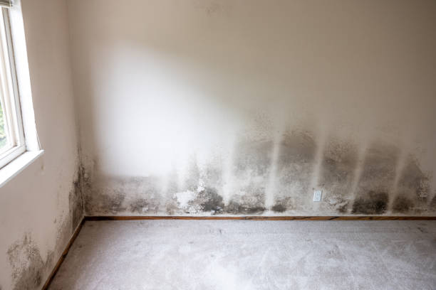 Best Comprehensive Air Testing for Mold Contaminants  in Winter Gardens, CA
