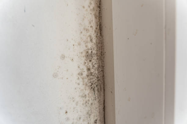 Professional Mold Removal in Winter Gardens, CA