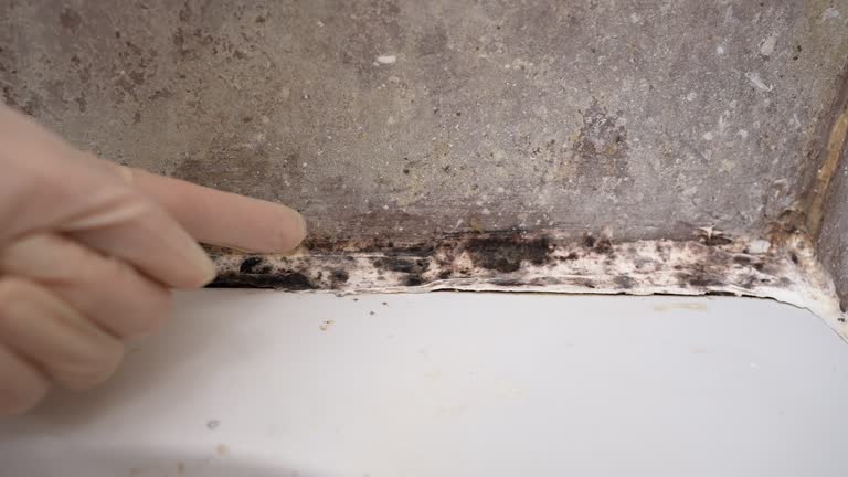Best Mold Remediation for Healthcare Facilities  in Winter Gardens, CA
