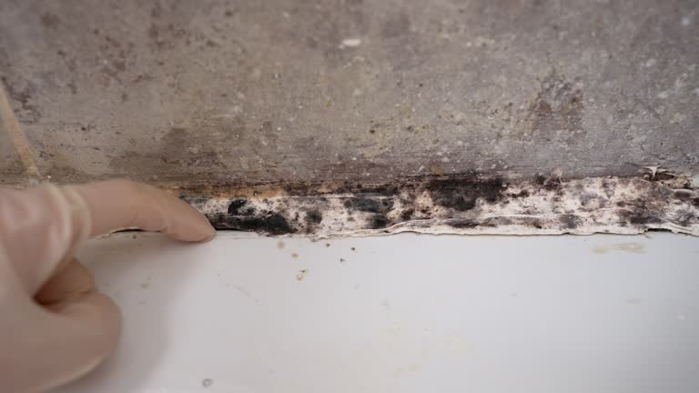 Best Air Quality Testing for Mold Spores  in Winter Gardens, CA